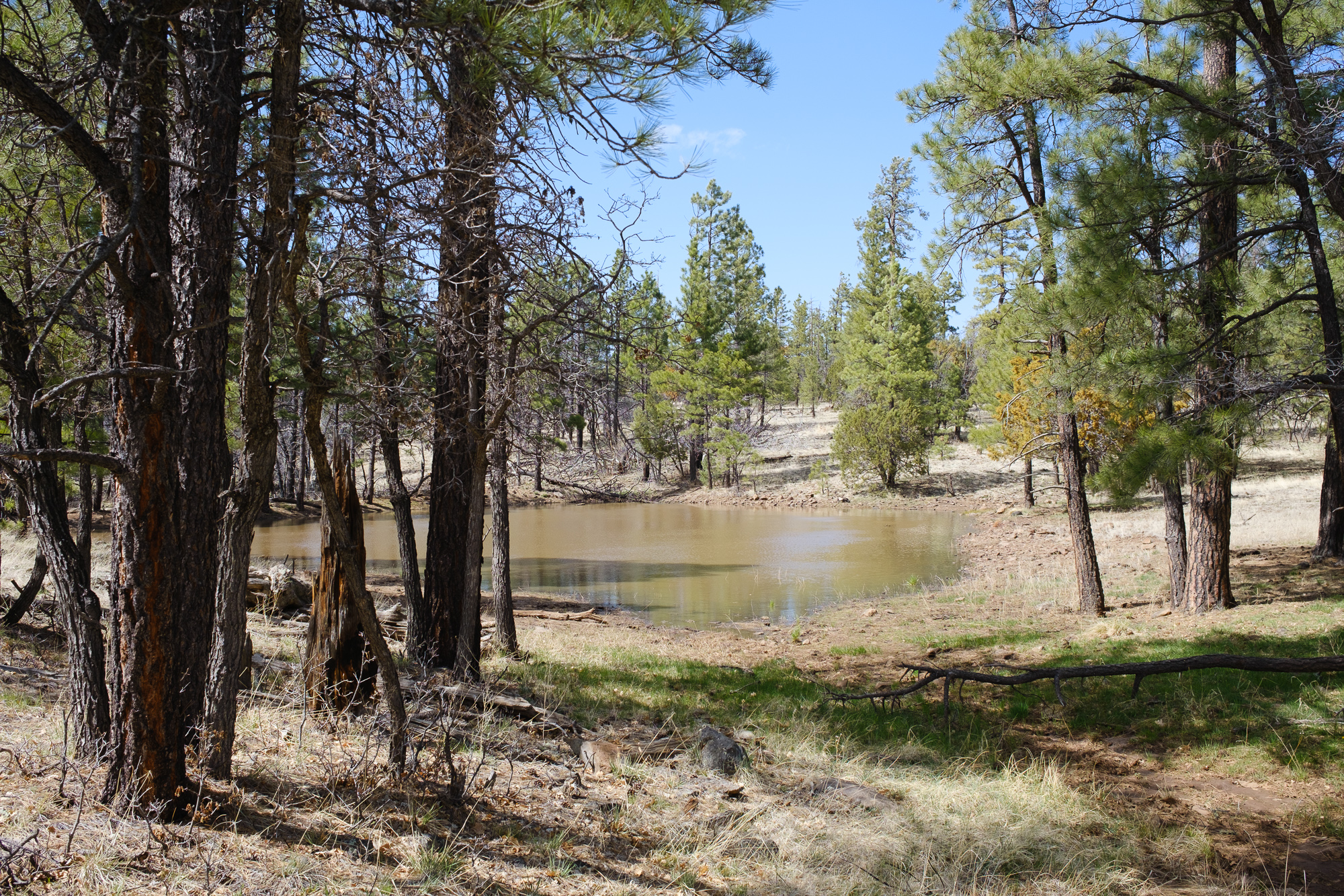 Typical water source, brown water