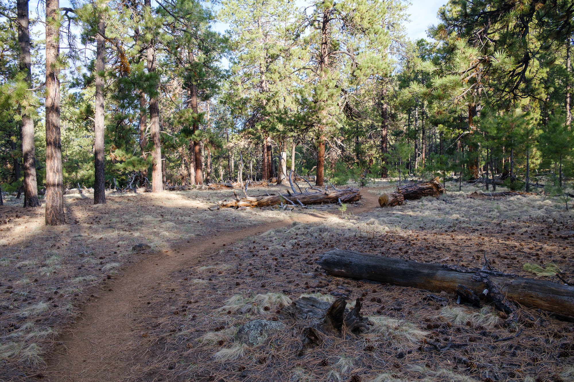 Trail out of Flagstaff