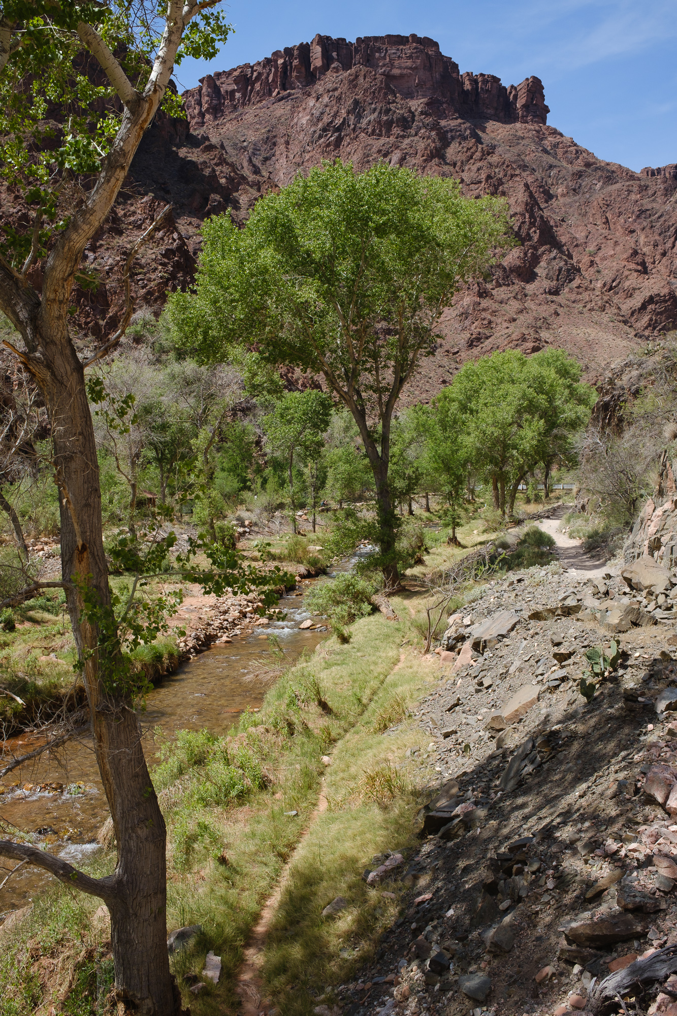 Bright Angel Creek in the Grand Canyon